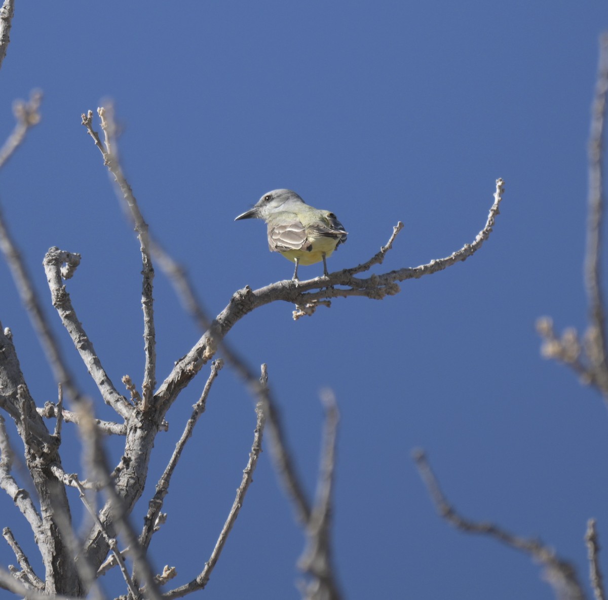 Tirano Silbador - ML647371445