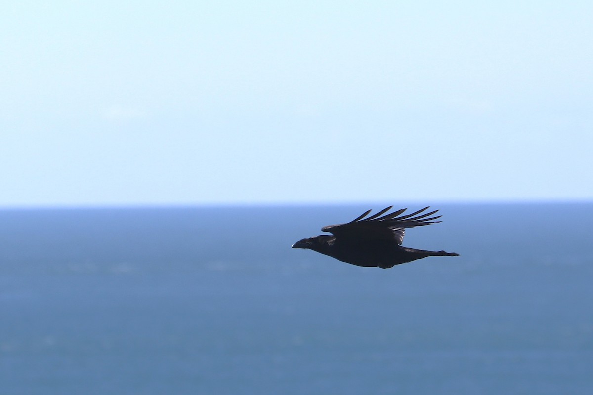 עורב שחור - ML647371461