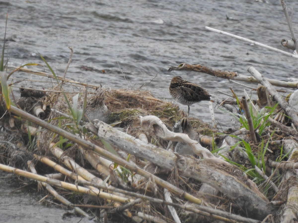 חרטומית ביצות - ML647371462