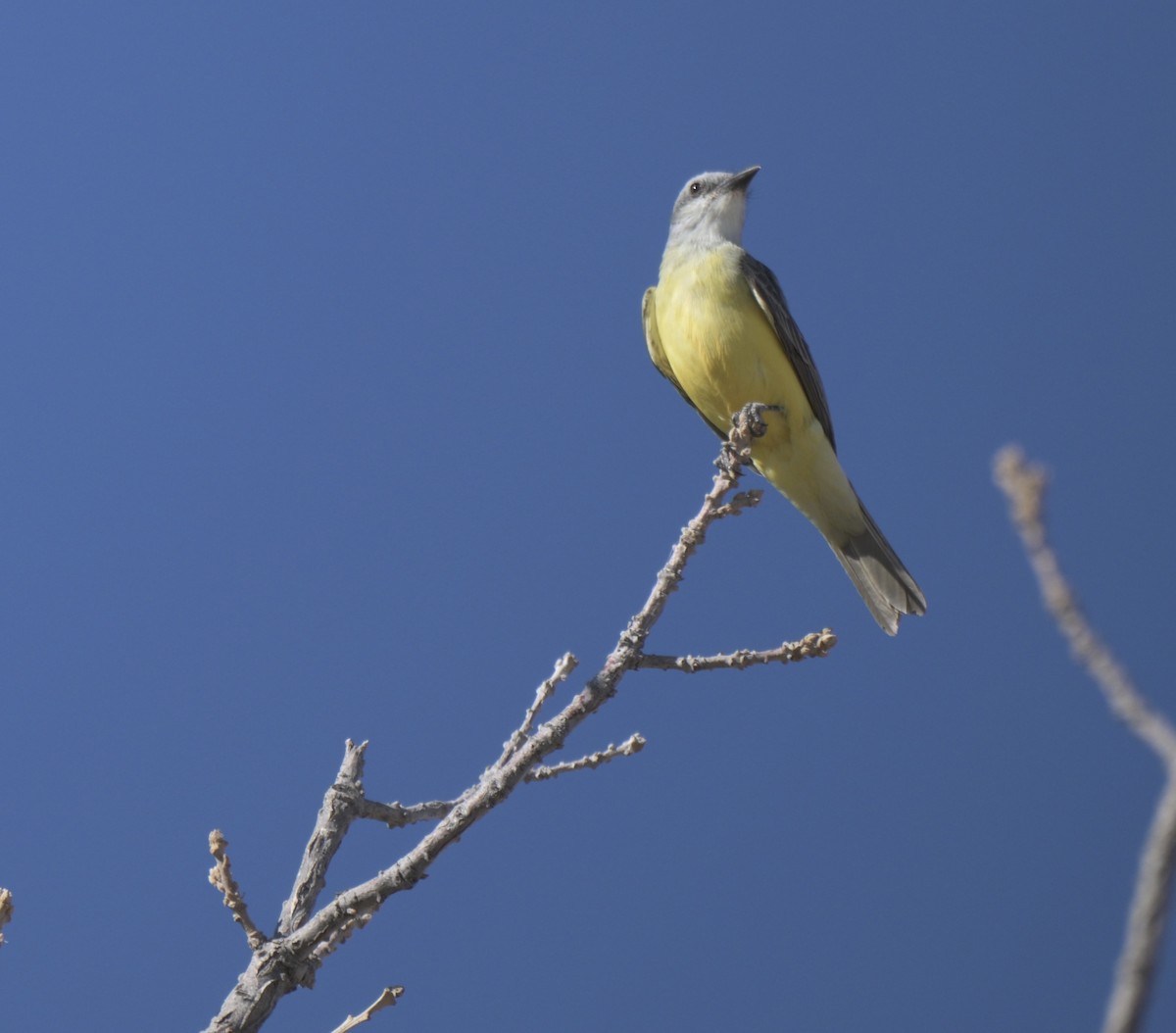 Tirano Silbador - ML647371465