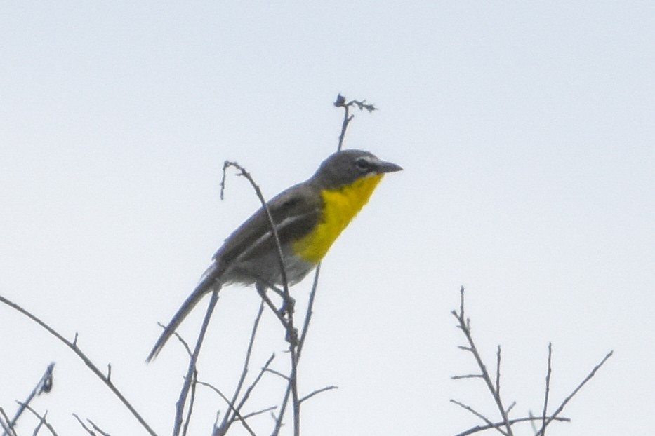 Yellow-breasted Chat - ML647371466