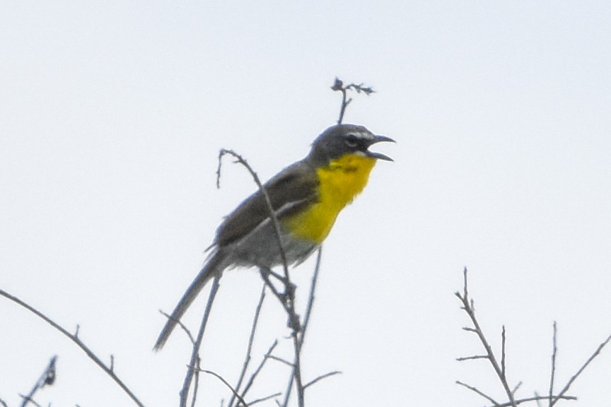 Yellow-breasted Chat - ML647371467