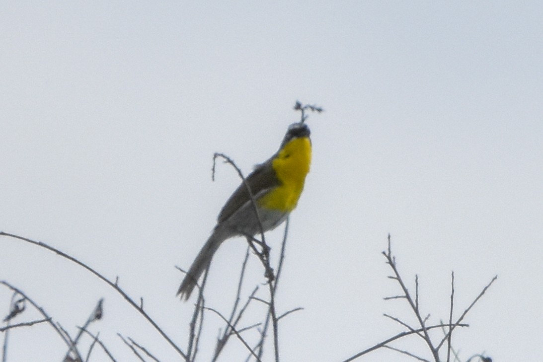 Yellow-breasted Chat - ML647371468