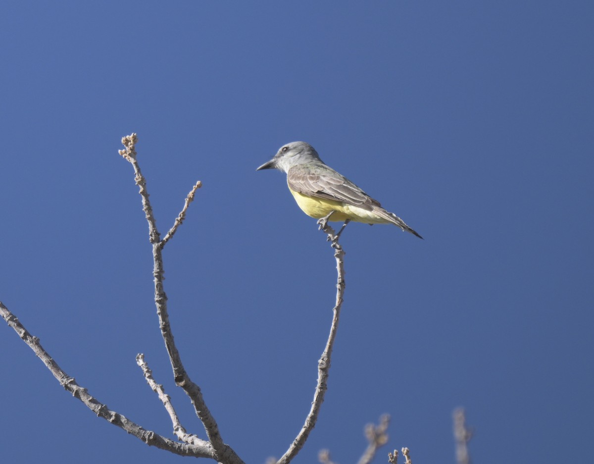 Tirano Silbador - ML647371481