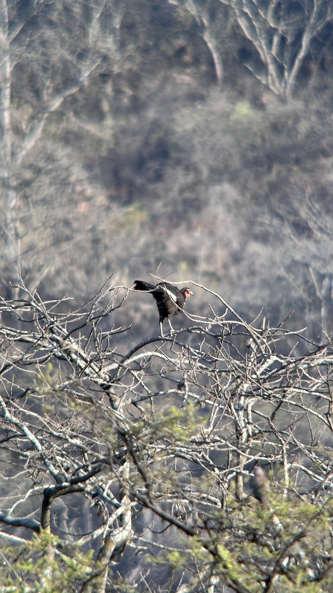 White-winged Guan - ML647371482