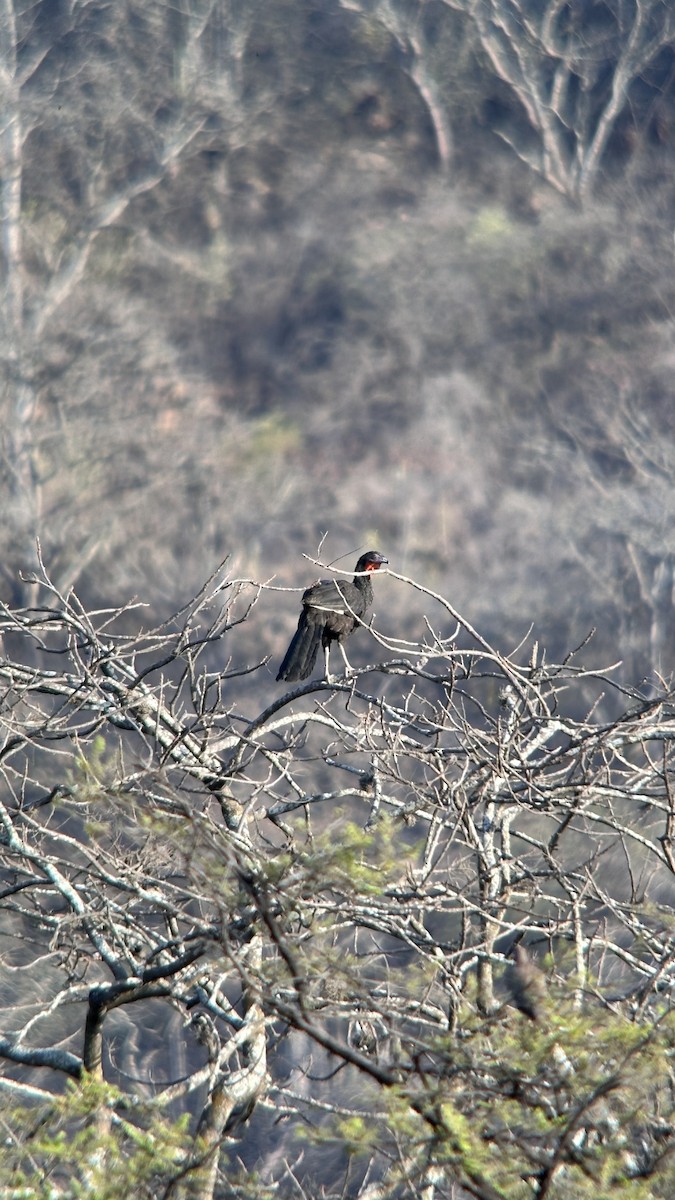 White-winged Guan - ML647371483