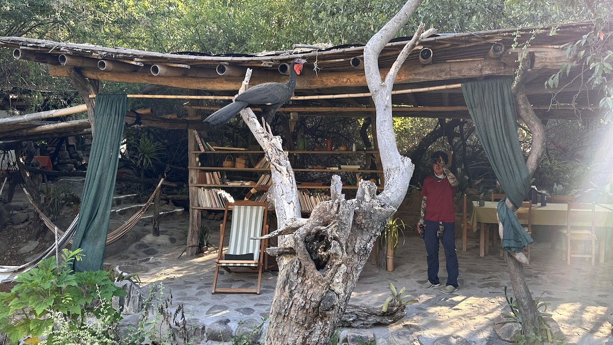 White-winged Guan - ML647371484