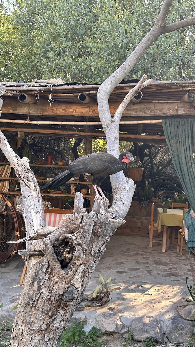 White-winged Guan - ML647371485