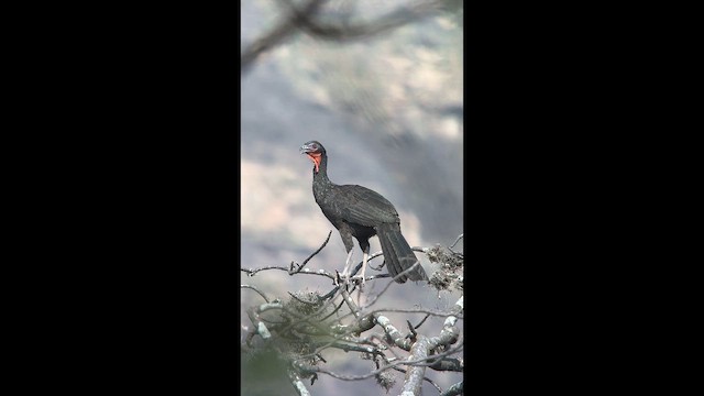 Белокрылая пенелопа - ML647371486