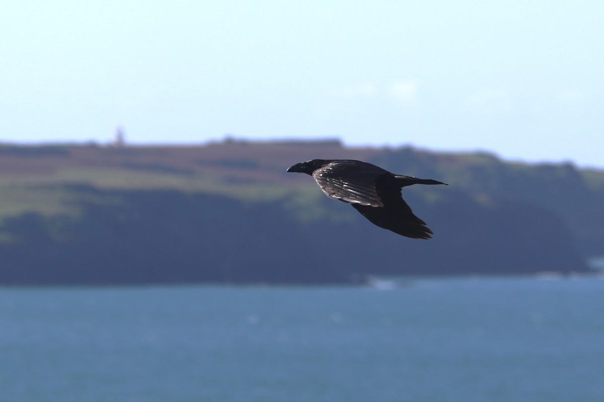 עורב שחור - ML647371487