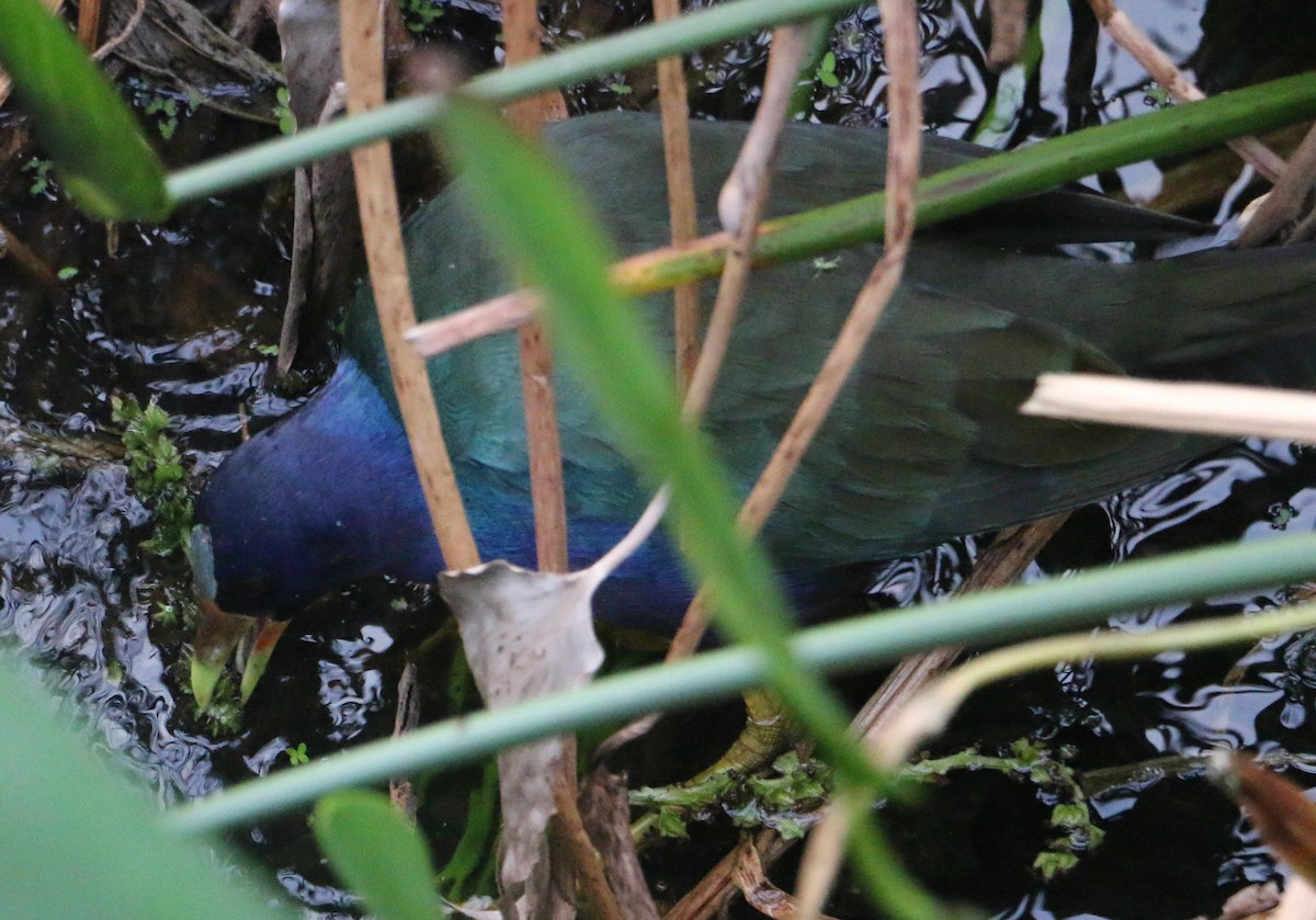 Purple Gallinule - ML647371491
