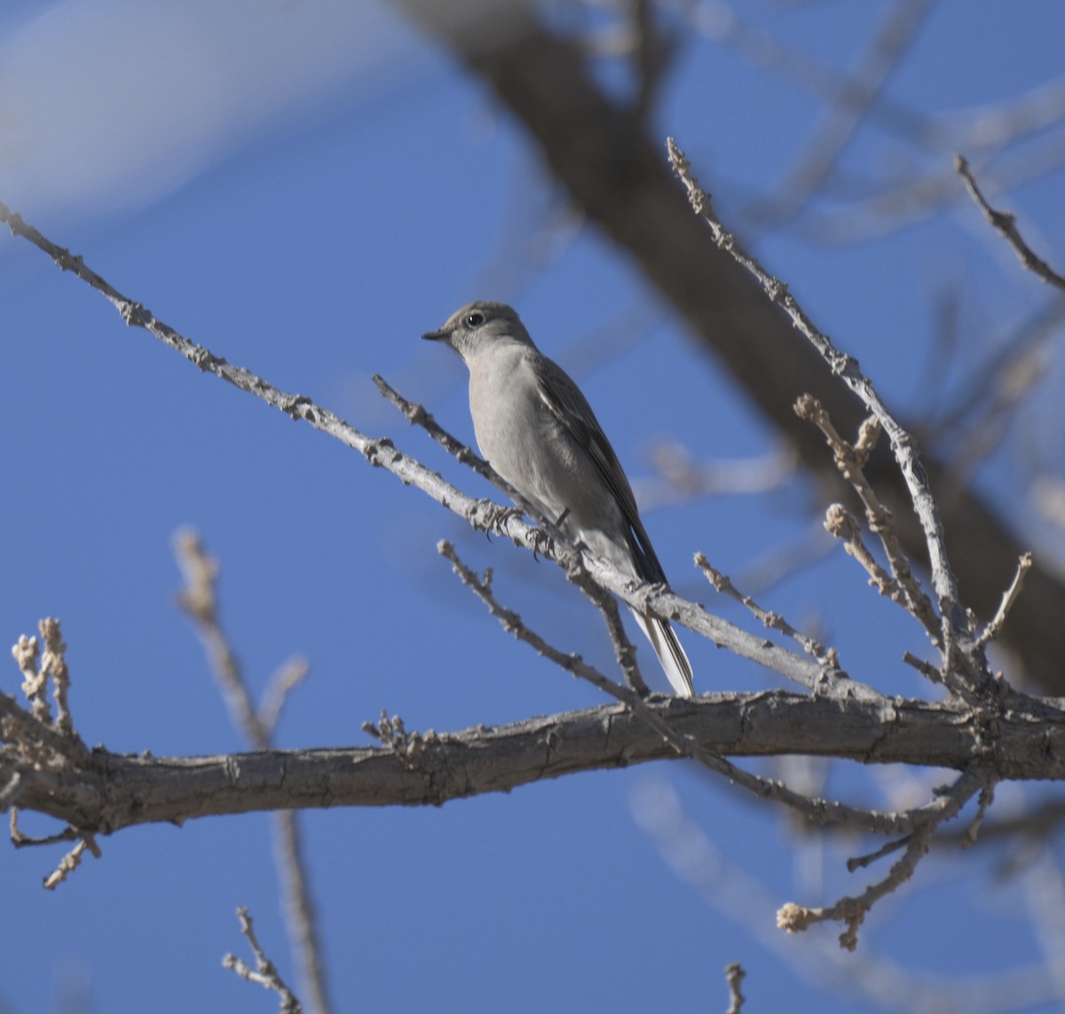Solitario Norteño - ML647371502