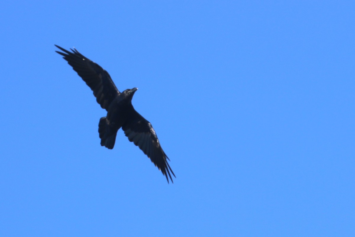 עורב שחור - ML647371509