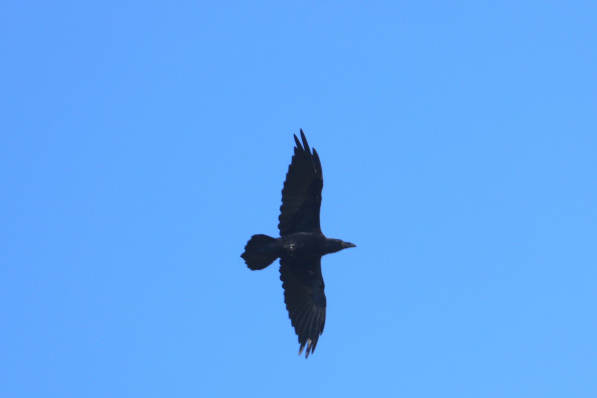 עורב שחור - ML647371520