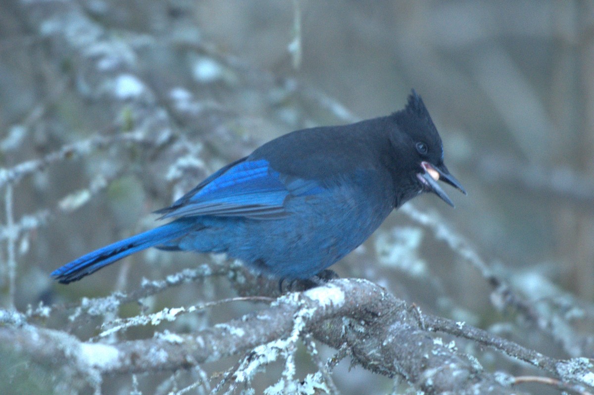 Steller's Jay - ML647371521