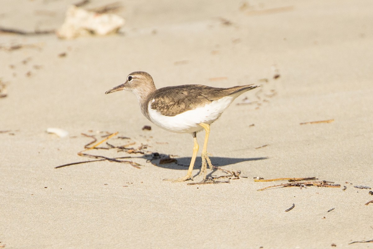 Spotted Sandpiper - ML647371534