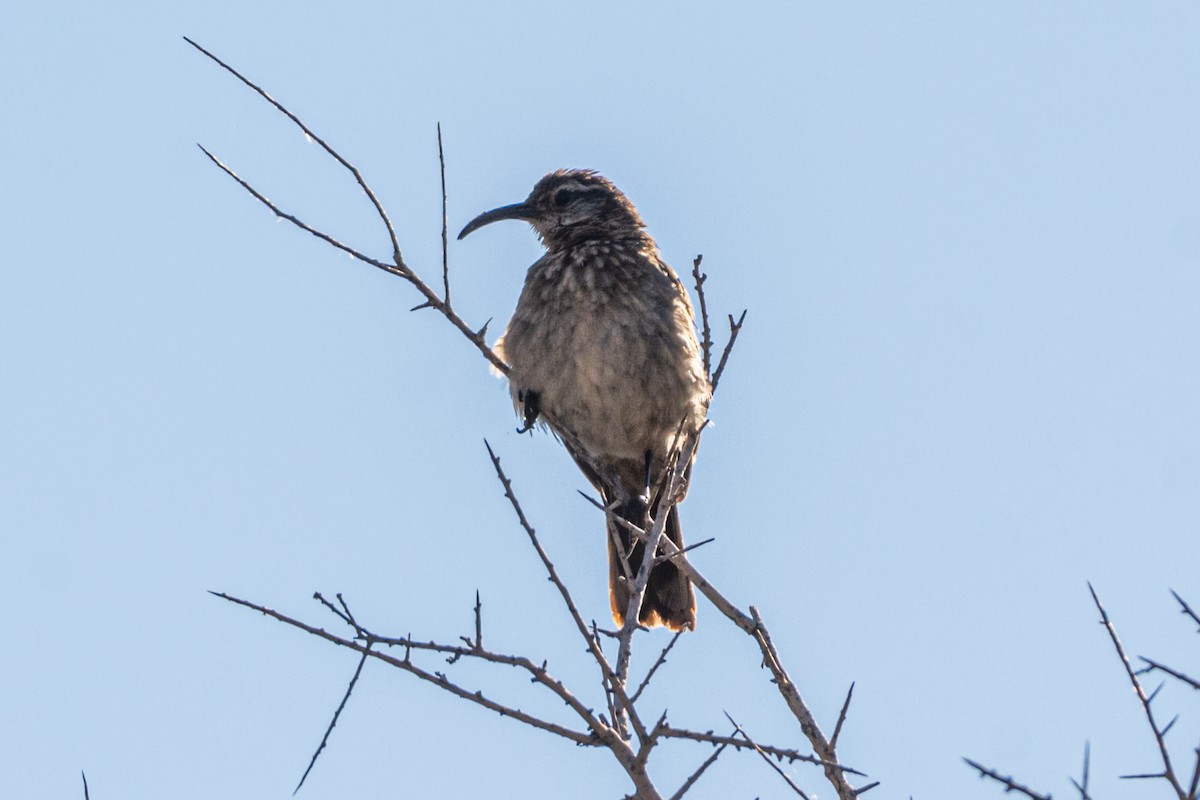 Scale-throated Earthcreeper - ML647371546