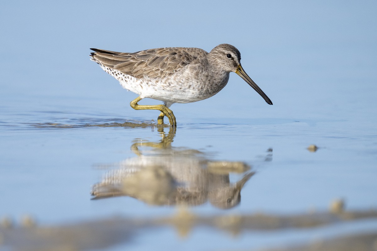 slukovec krátkozobý - ML647371561