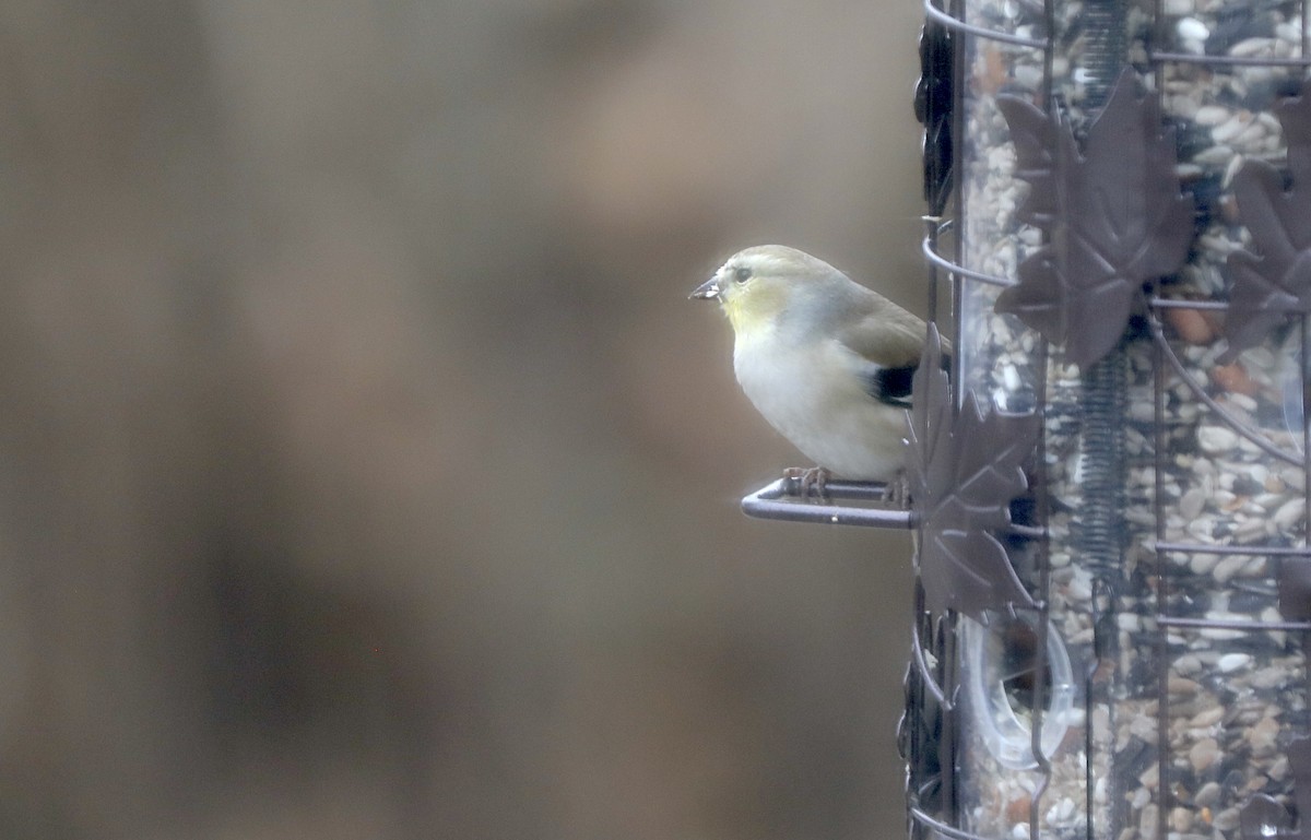 Goldzeisig - ML647371562