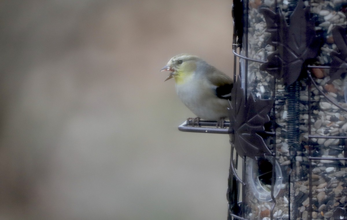 Goldzeisig - ML647371564