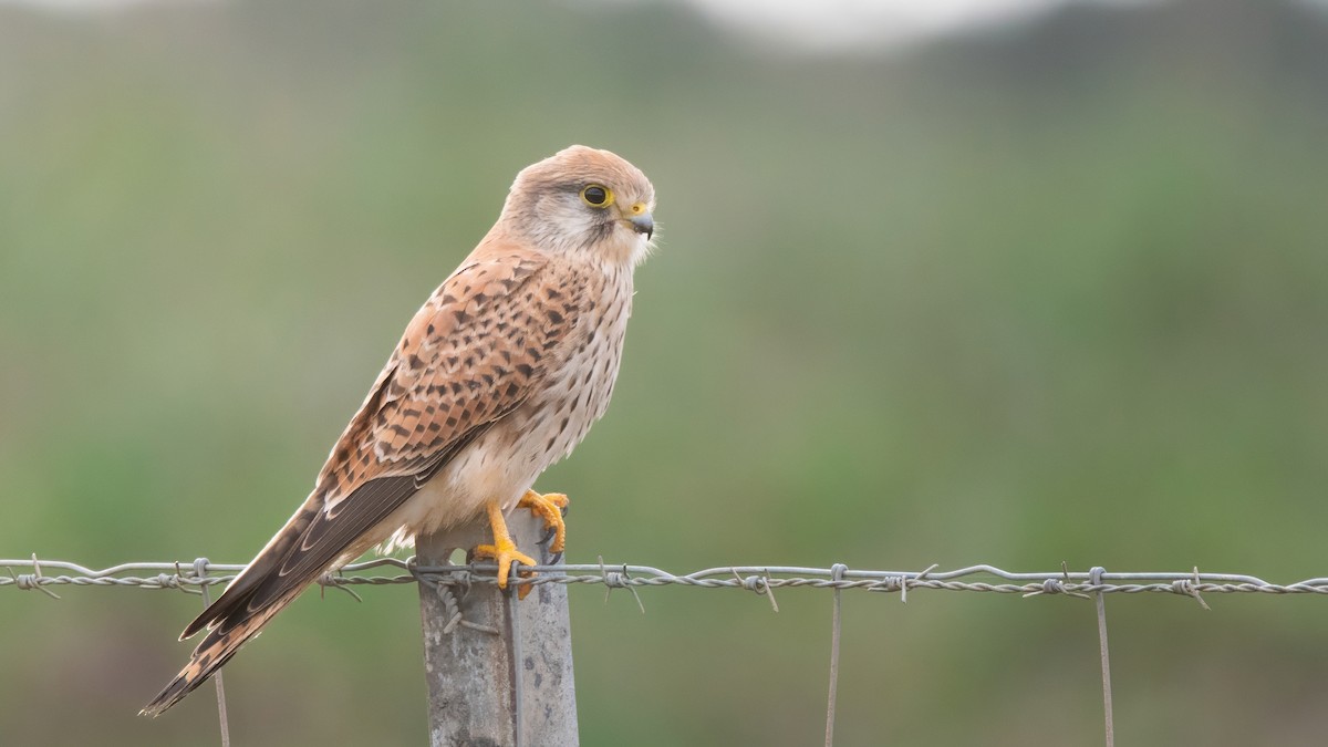 poštolka obecná [skupina tinnunculus] - ML647371565