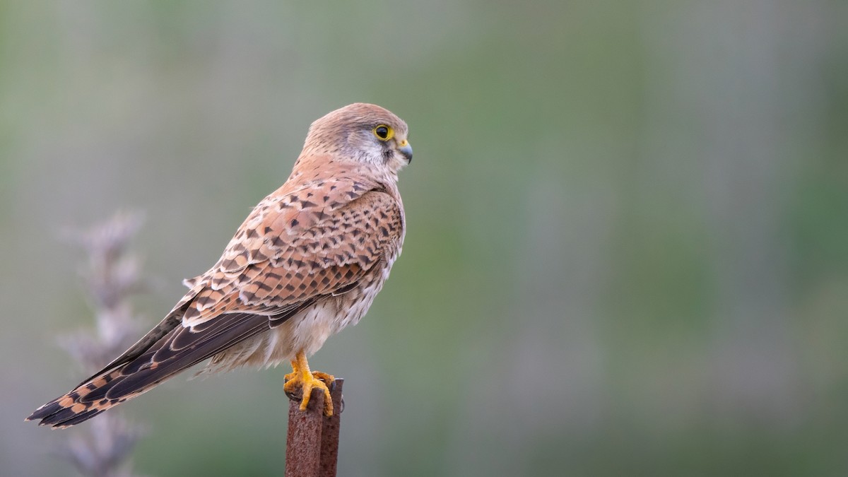 poštolka obecná [skupina tinnunculus] - ML647371566