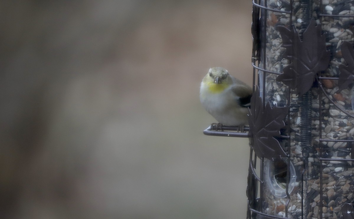 Goldzeisig - ML647371568