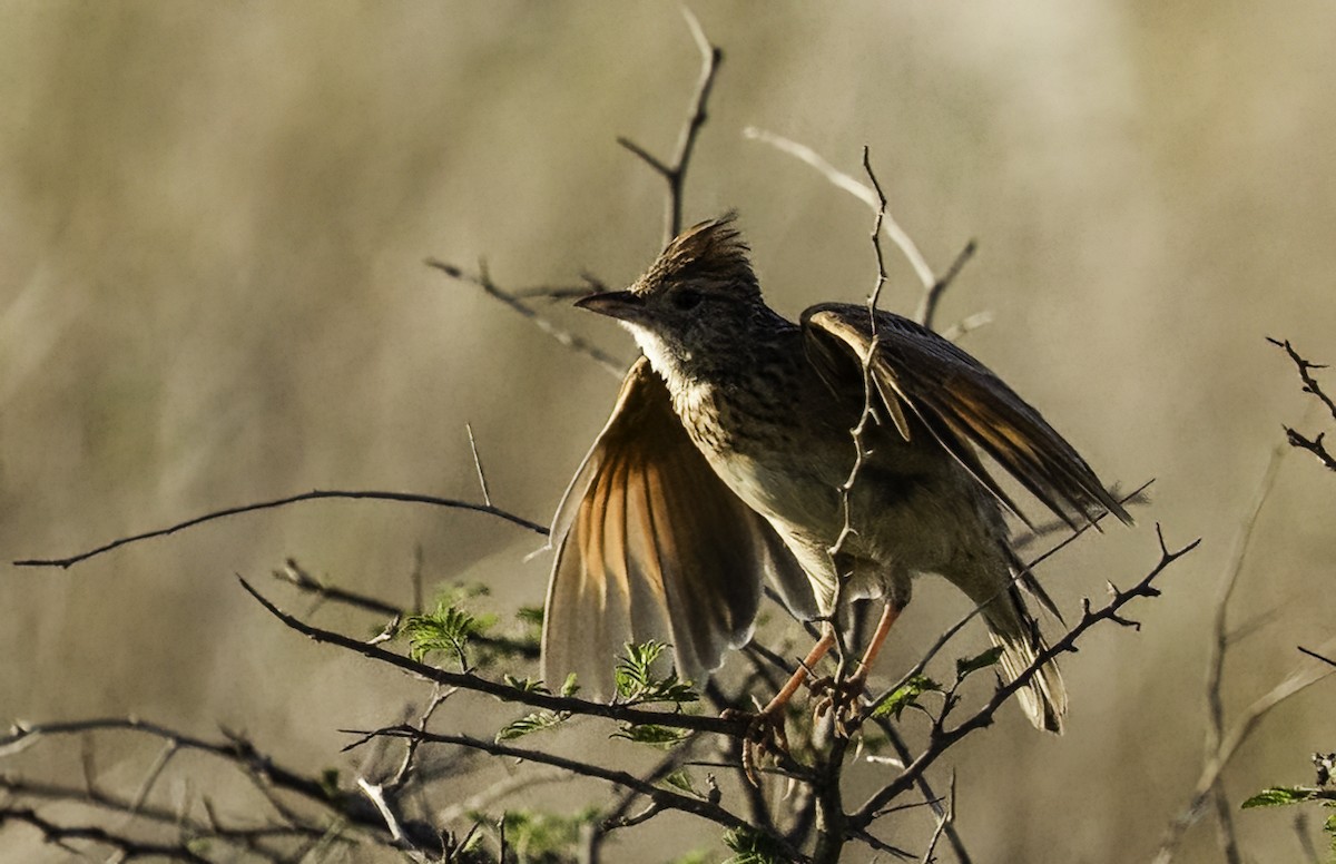 Rufous-naped Lark (Rufous-naped) - ML647371570
