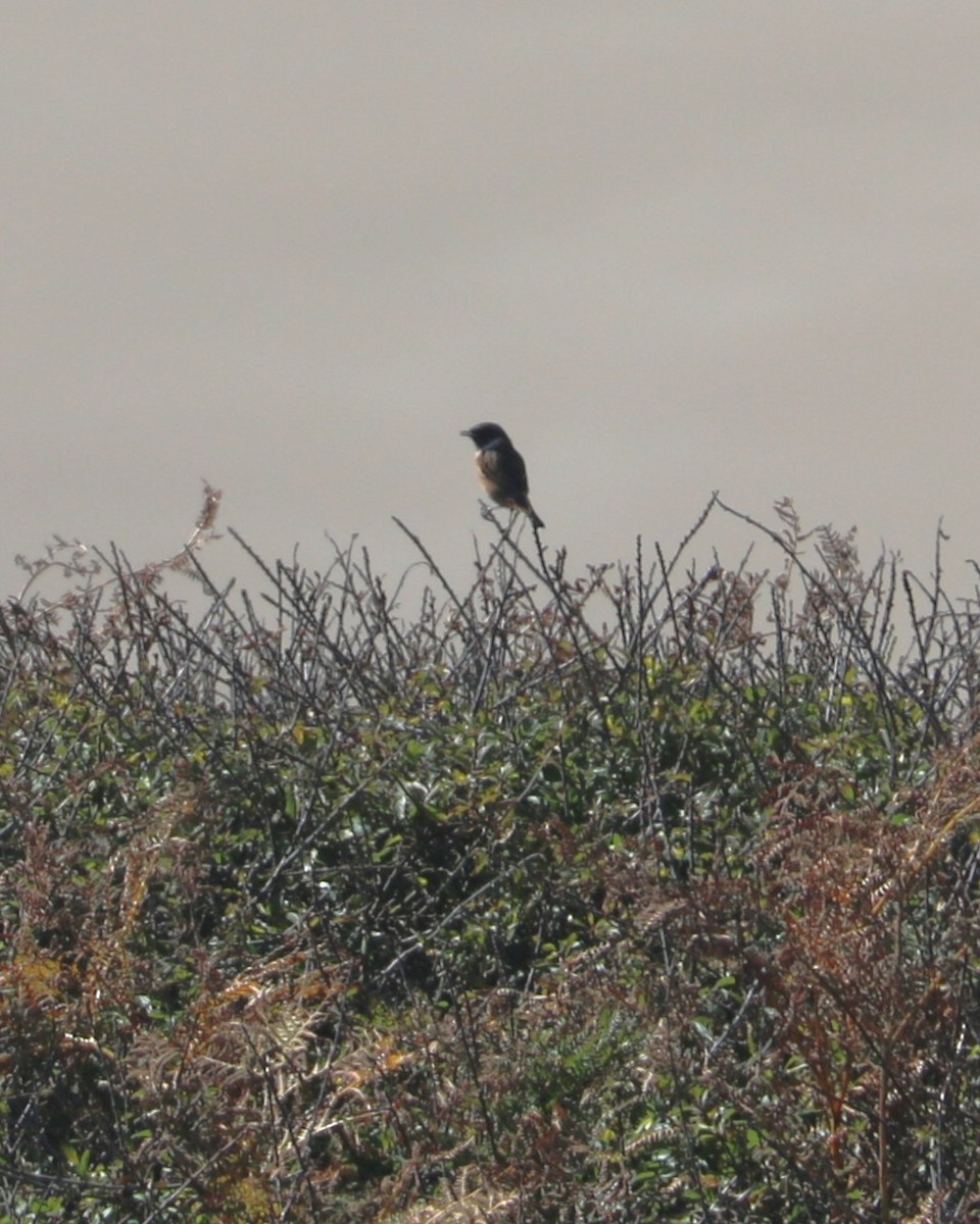 European Stonechat - ML647371573