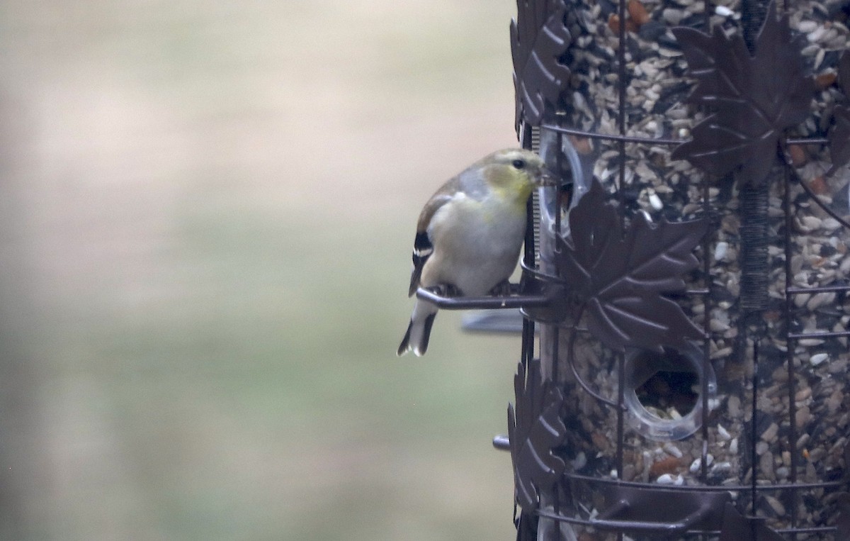 Goldzeisig - ML647371574