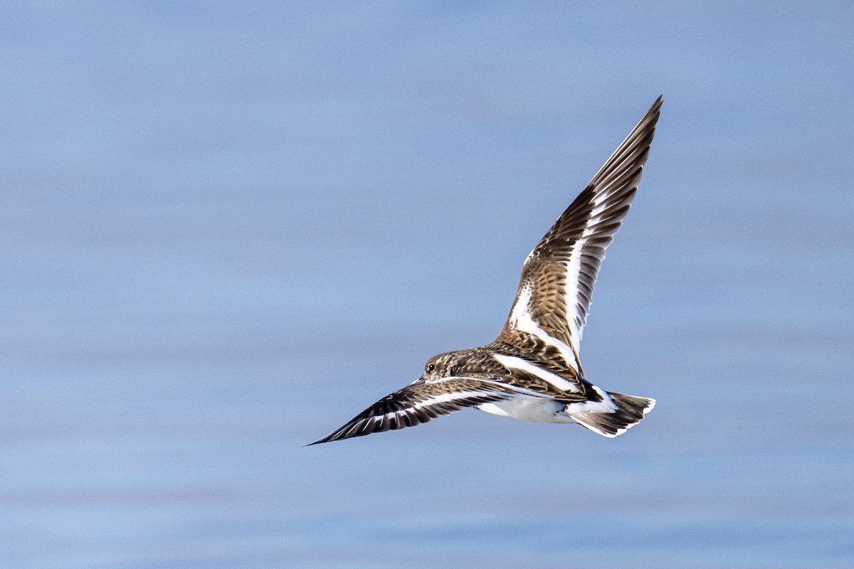 kamenáček pestrý - ML647371575