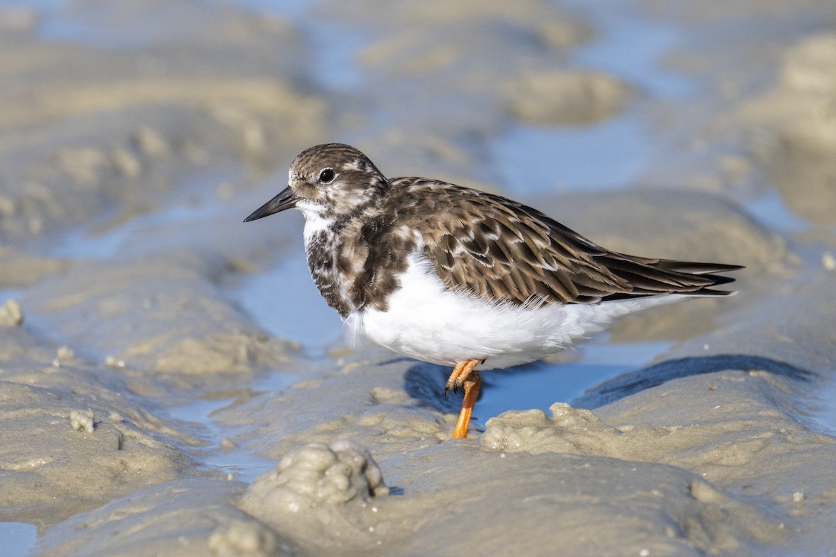 kamenáček pestrý - ML647371576