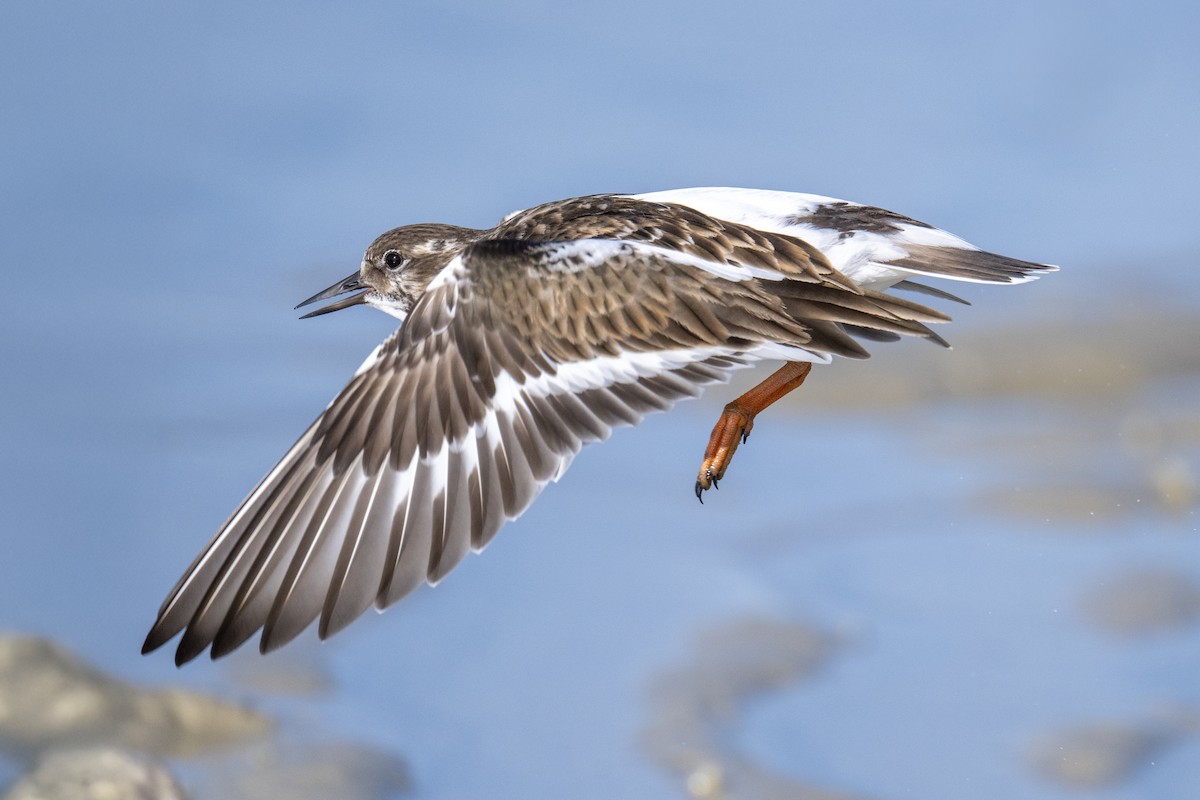 kamenáček pestrý - ML647371577