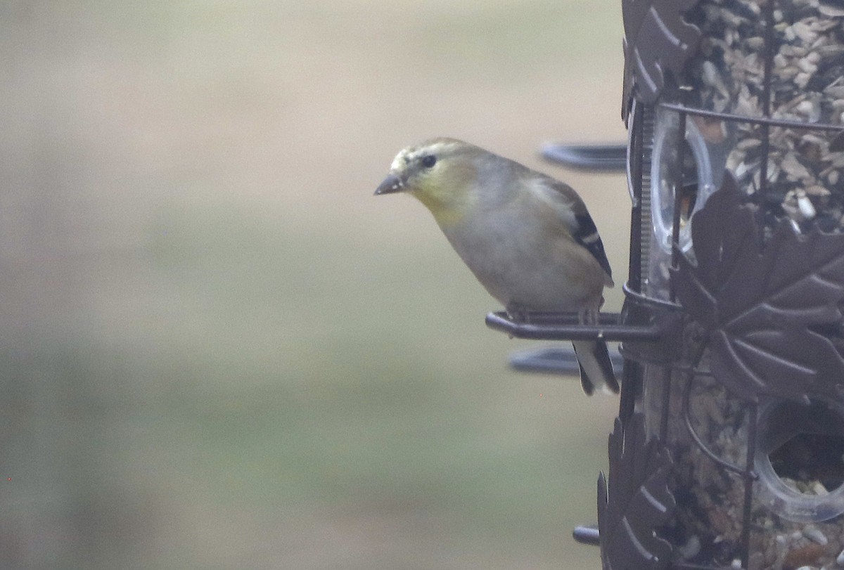 Goldzeisig - ML647371578