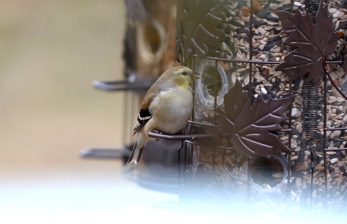 Goldzeisig - ML647371581