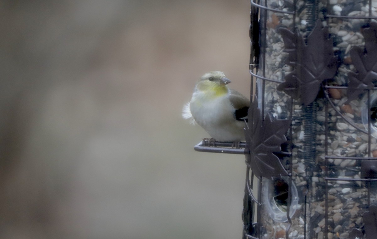 Goldzeisig - ML647371596