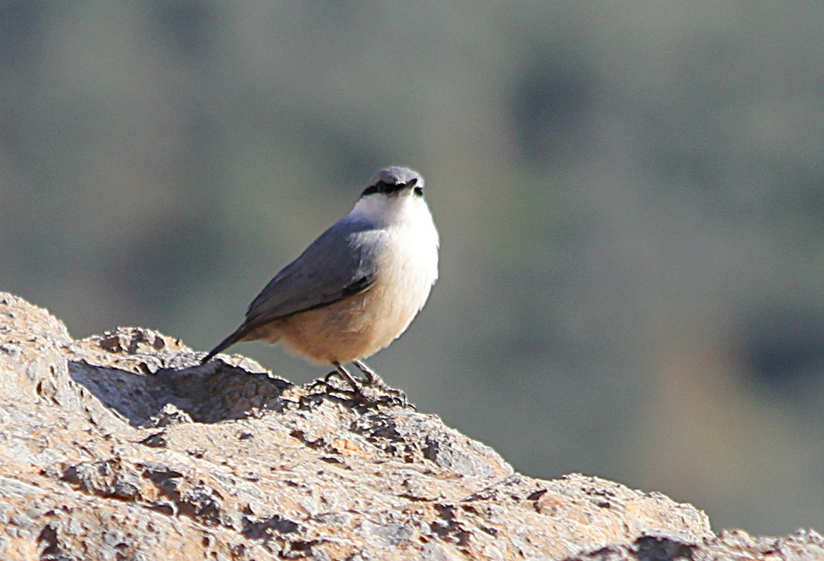 Western Rock Nuthatch - ML647371599