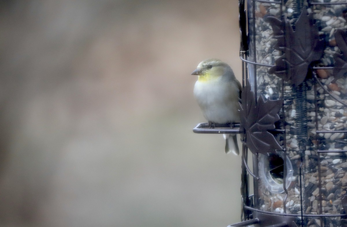 Goldzeisig - ML647371600