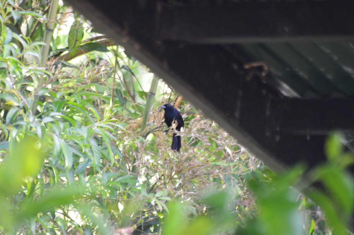 Great-tailed Grackle - ML647371605