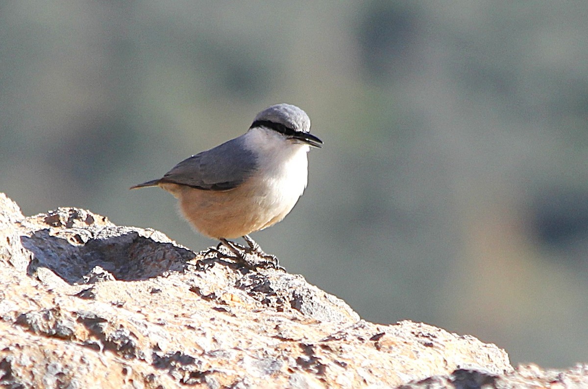 Western Rock Nuthatch - ML647371608