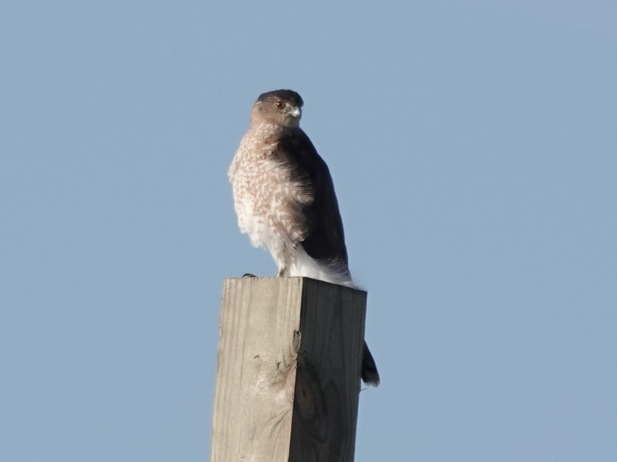 Cooper's Hawk - ML647371619