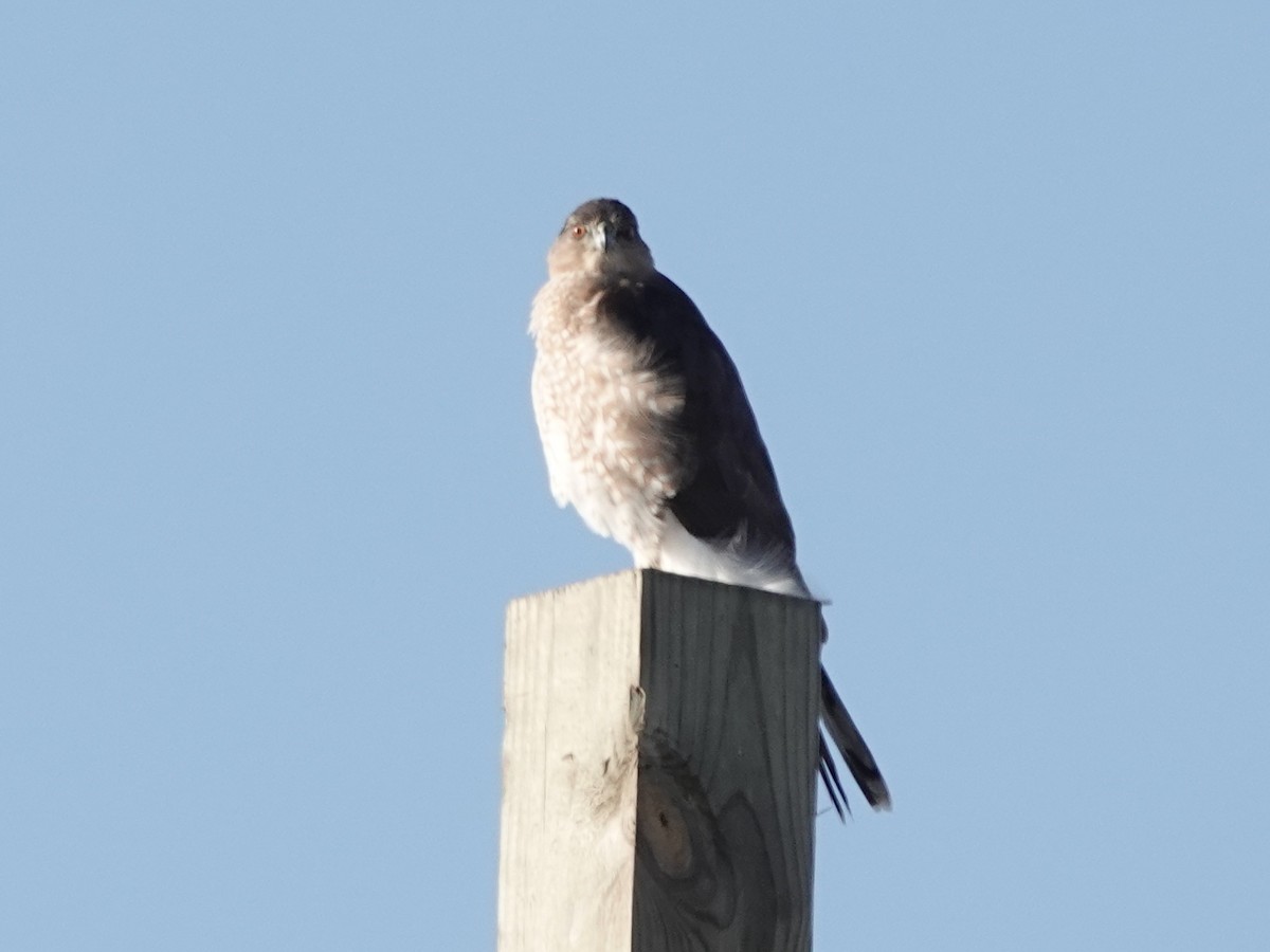 Cooper's Hawk - ML647371620