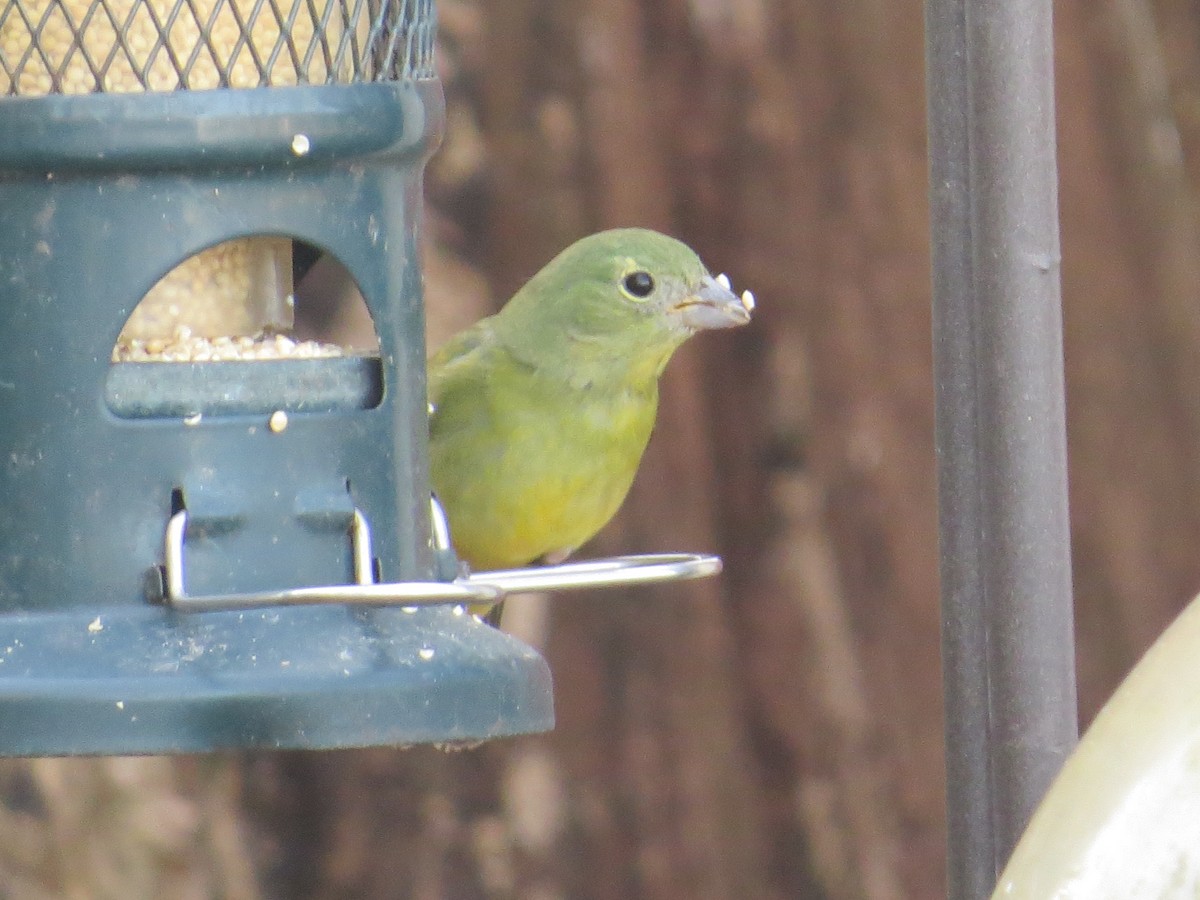 ゴシキノジコ - ML647371621