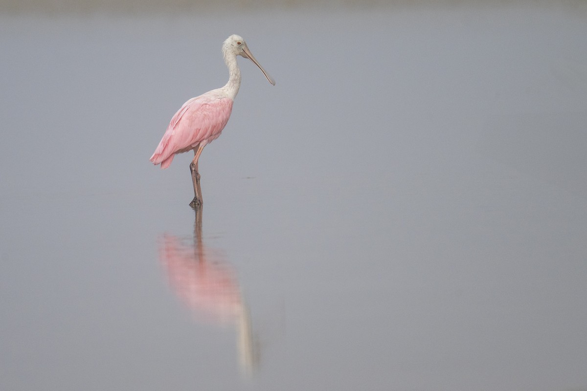 kolpík růžový - ML647371623