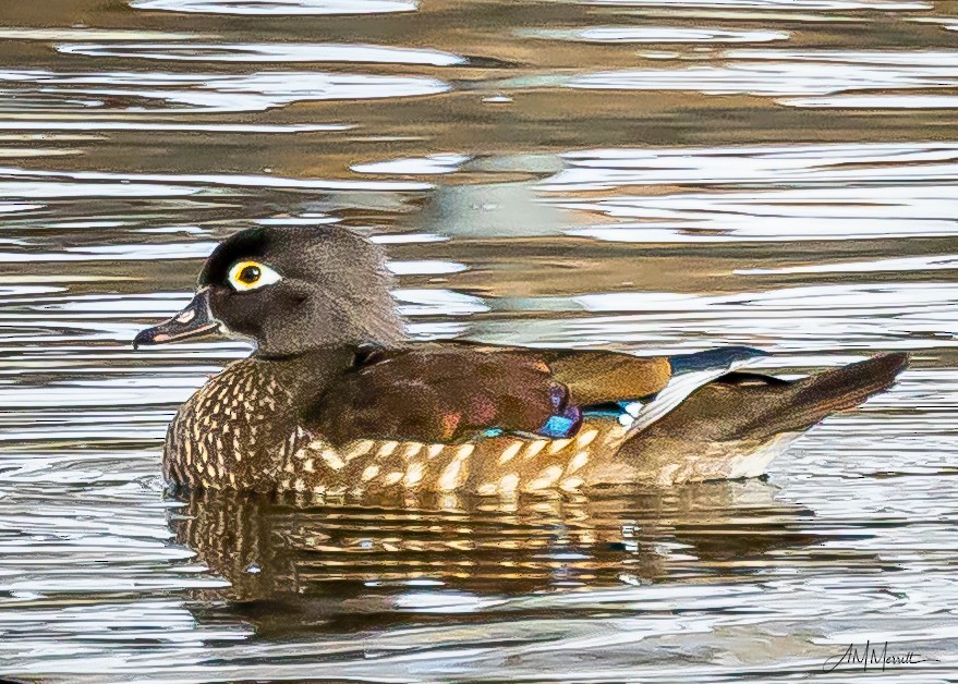 Canard branchu - ML647371631