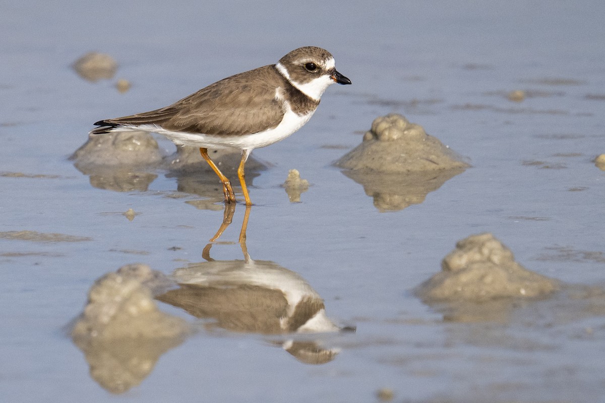 kulík kanadský - ML647371632