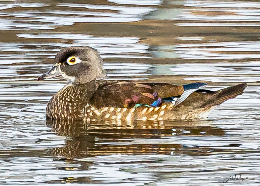 Canard branchu - ML647371635