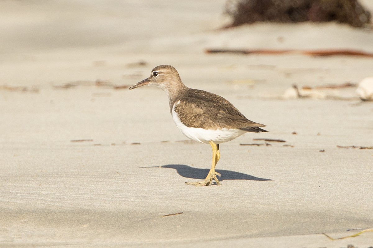 Spotted Sandpiper - ML647371640