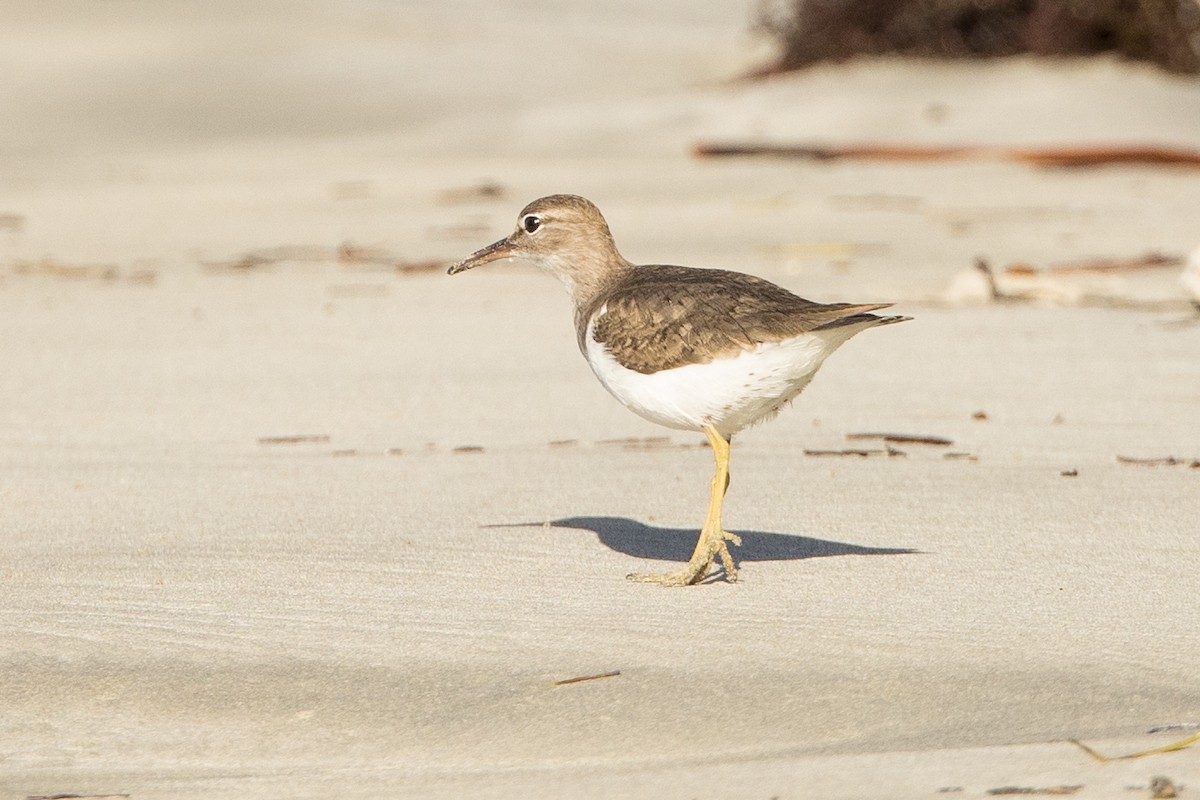 Spotted Sandpiper - ML647371641