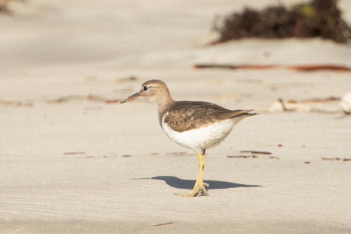 Spotted Sandpiper - ML647371642